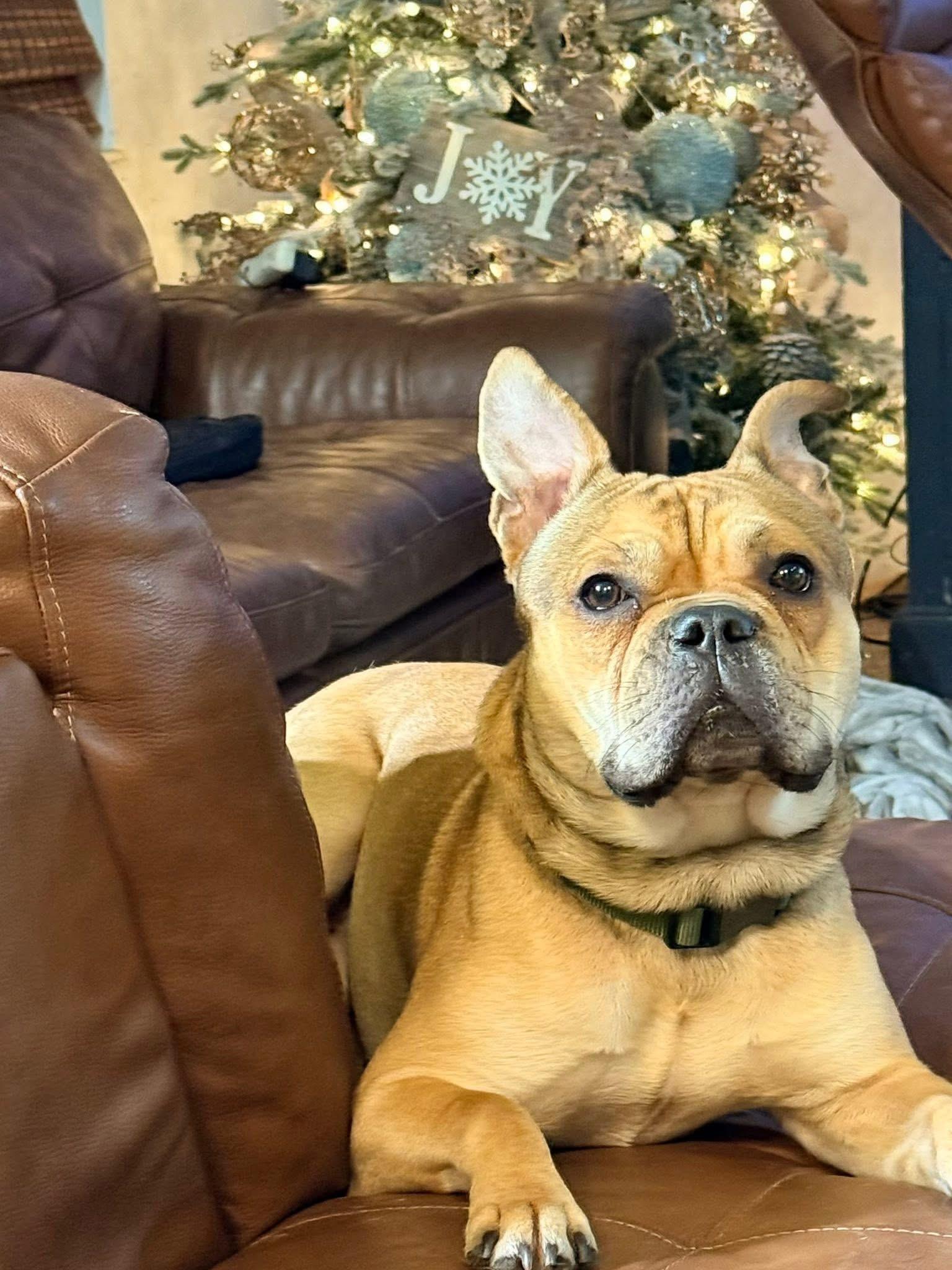 Theodore, Adoptable, Young Male French Bulldog & American Bully.