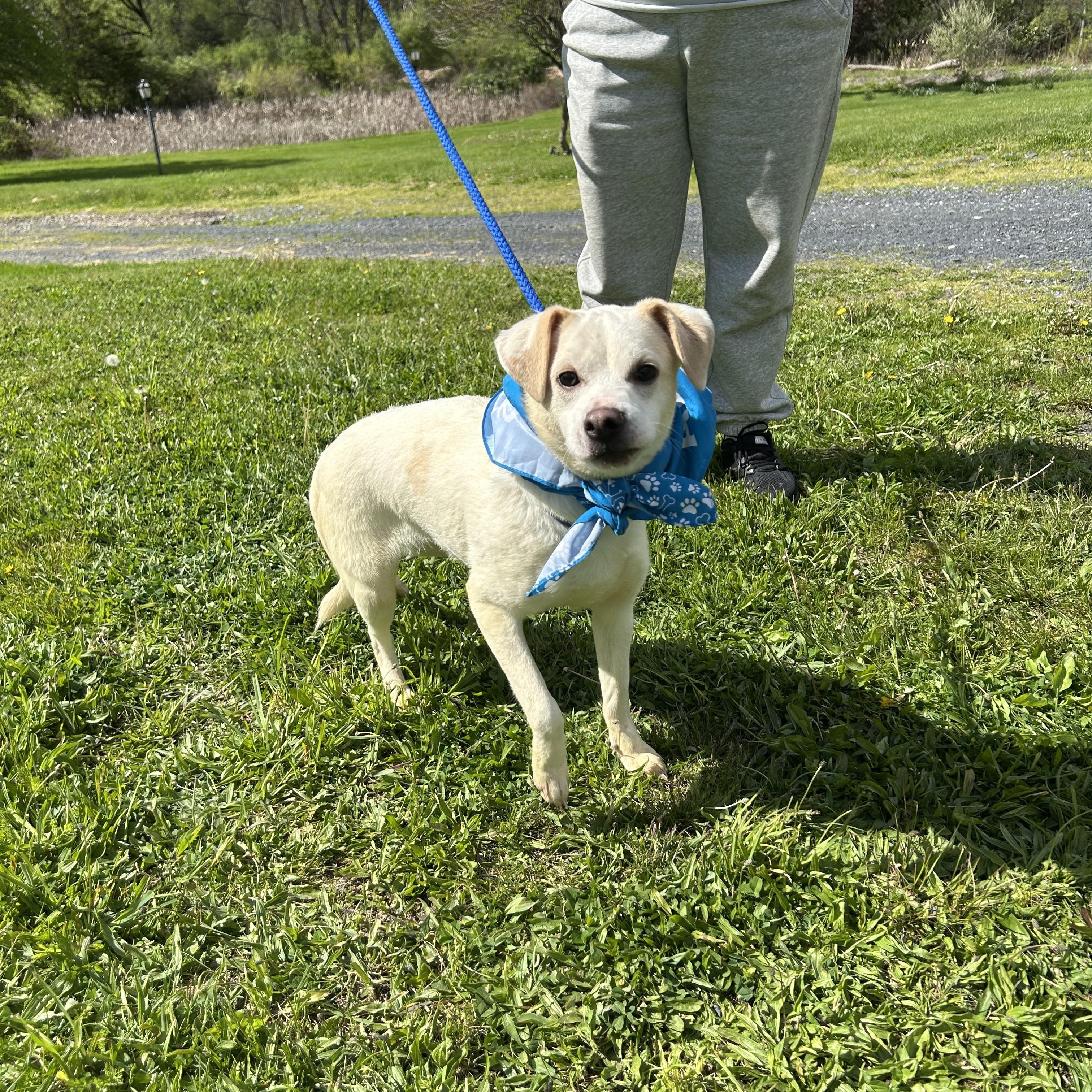 CASPER CARTER "In NY: Foster &/or Forever Home Needed!", a Adoptable mixed breed in New York, NY image 5/6