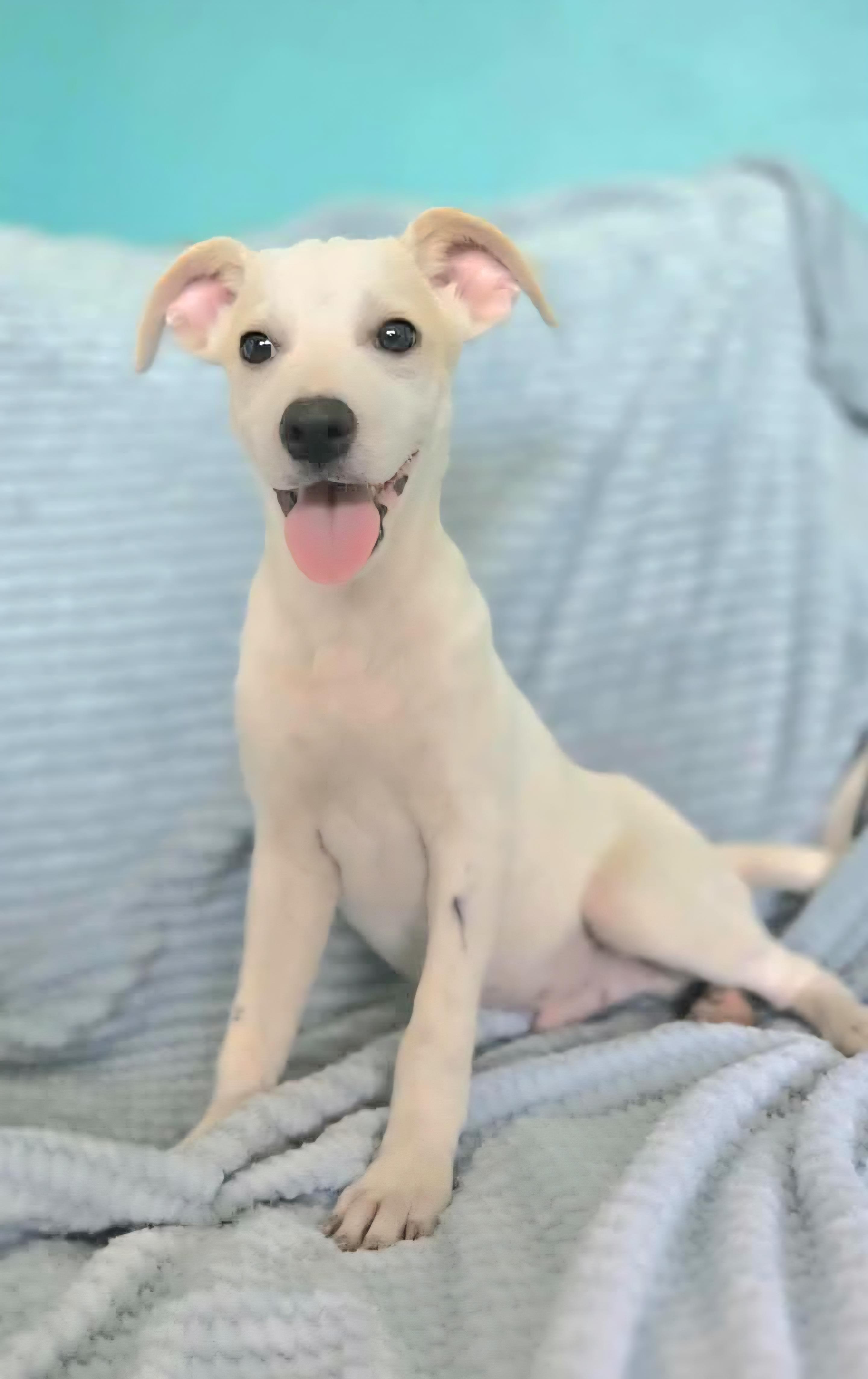 CASPER CARTER "In CT to meet and greet!"", a Adoptable mixed breed in New York, NY image 3/3