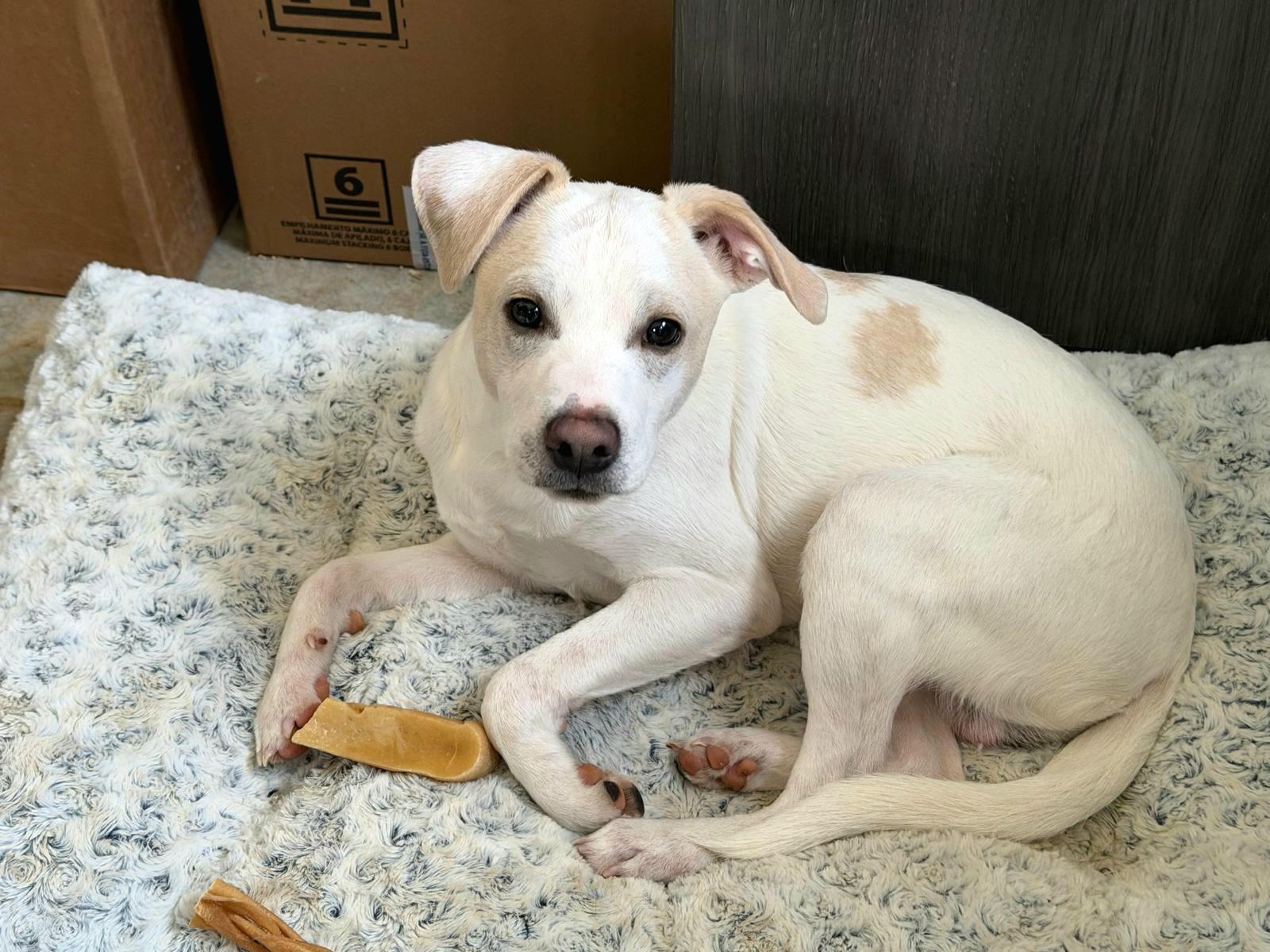 Enlarge CASPER CARTER "In NY: Foster &/or Forever Home Needed!", a Adoptable mixed breed in New York, NY image 5/6