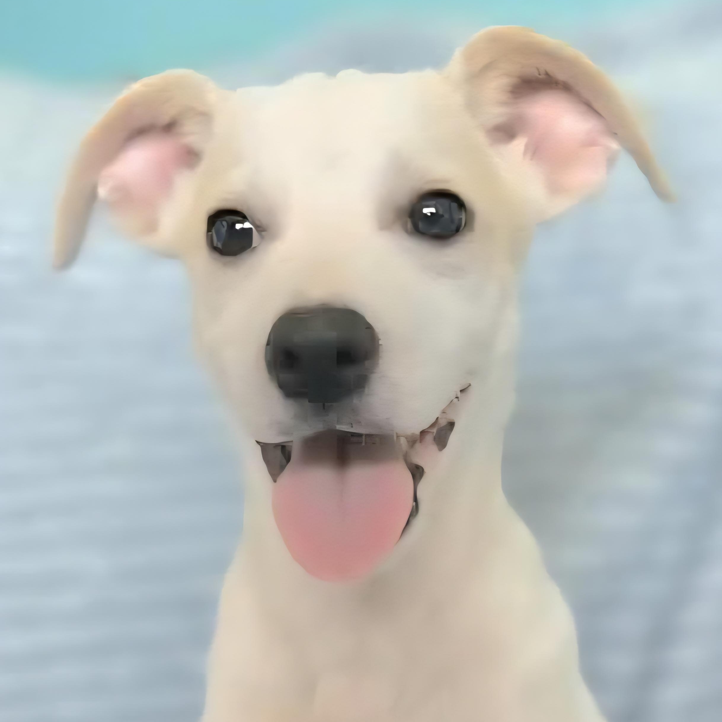 CASPER CARTER "In CT to meet and greet!"", a Adoptable mixed breed in New York, NY image 1/3