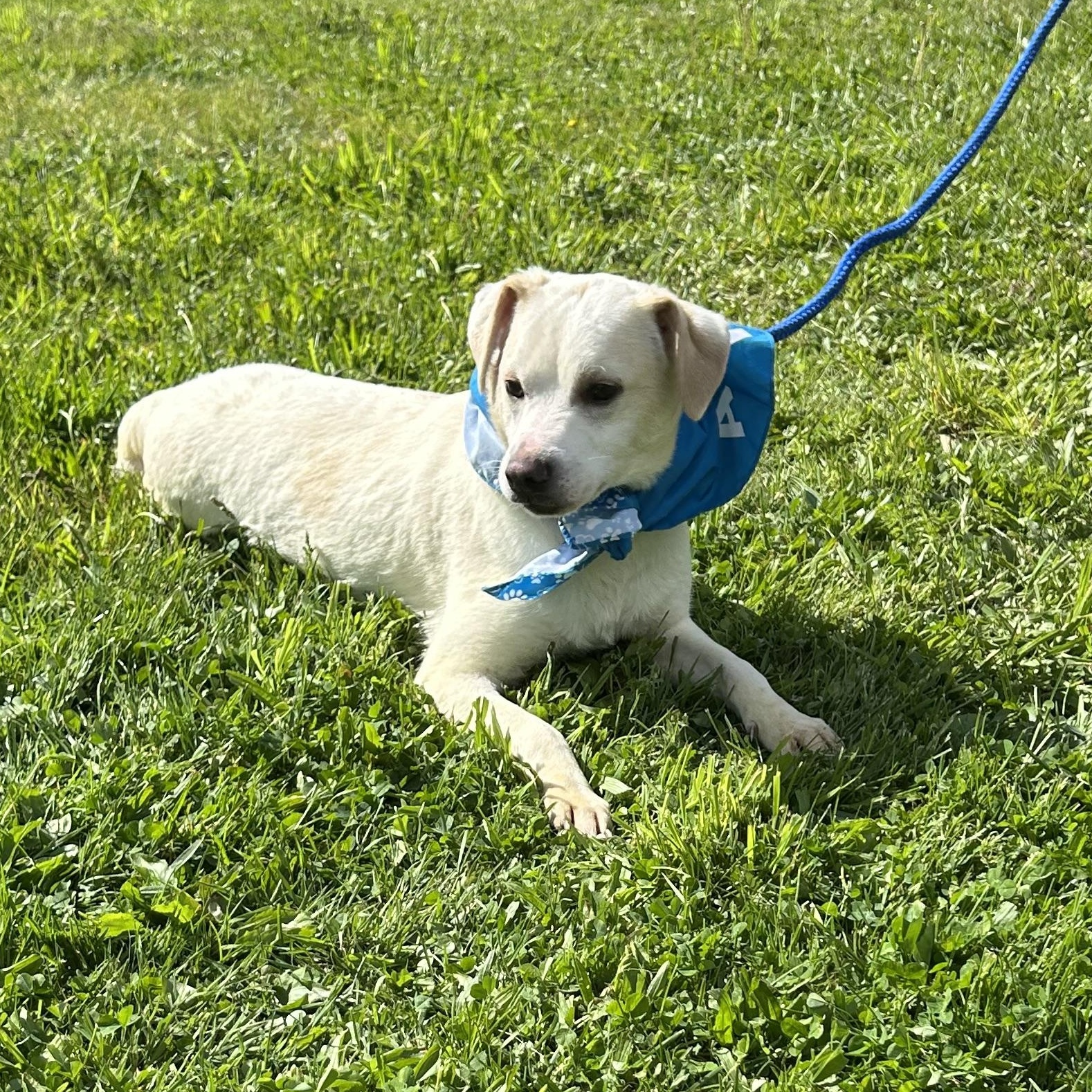 CASPER CARTER "In NY: Foster &/or Forever Home Needed!", a Adoptable mixed breed in New York, NY image 1/6