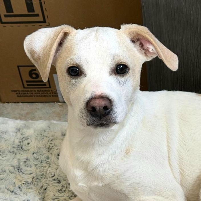 Enlarge CASPER CARTER "In NY: Foster &/or Forever Home Needed!", a Adoptable mixed breed in New York, NY image 1/6