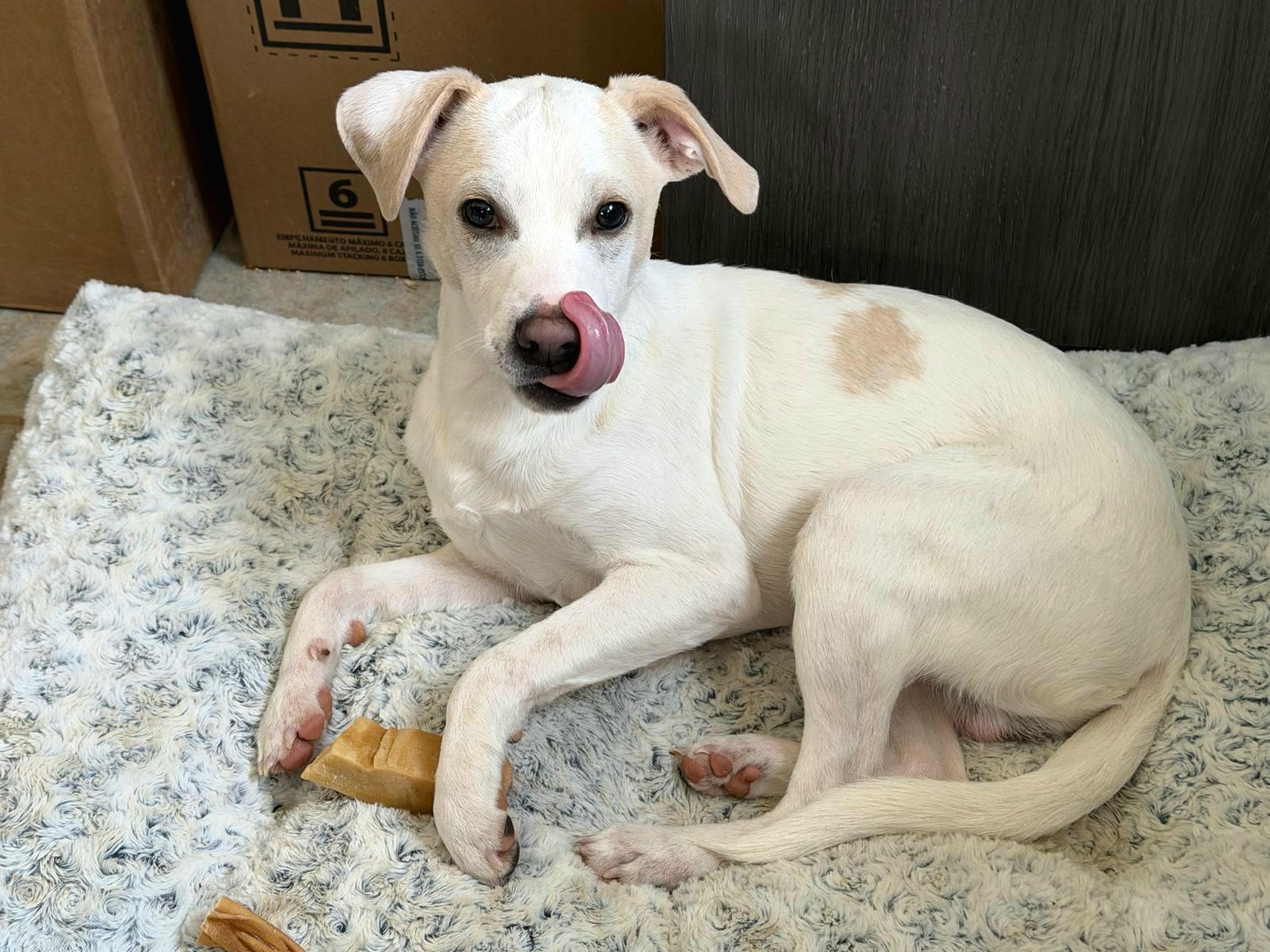 Enlarge CASPER CARTER "In NY: Foster &/or Forever Home Needed!", a Adoptable mixed breed in New York, NY image 6/6