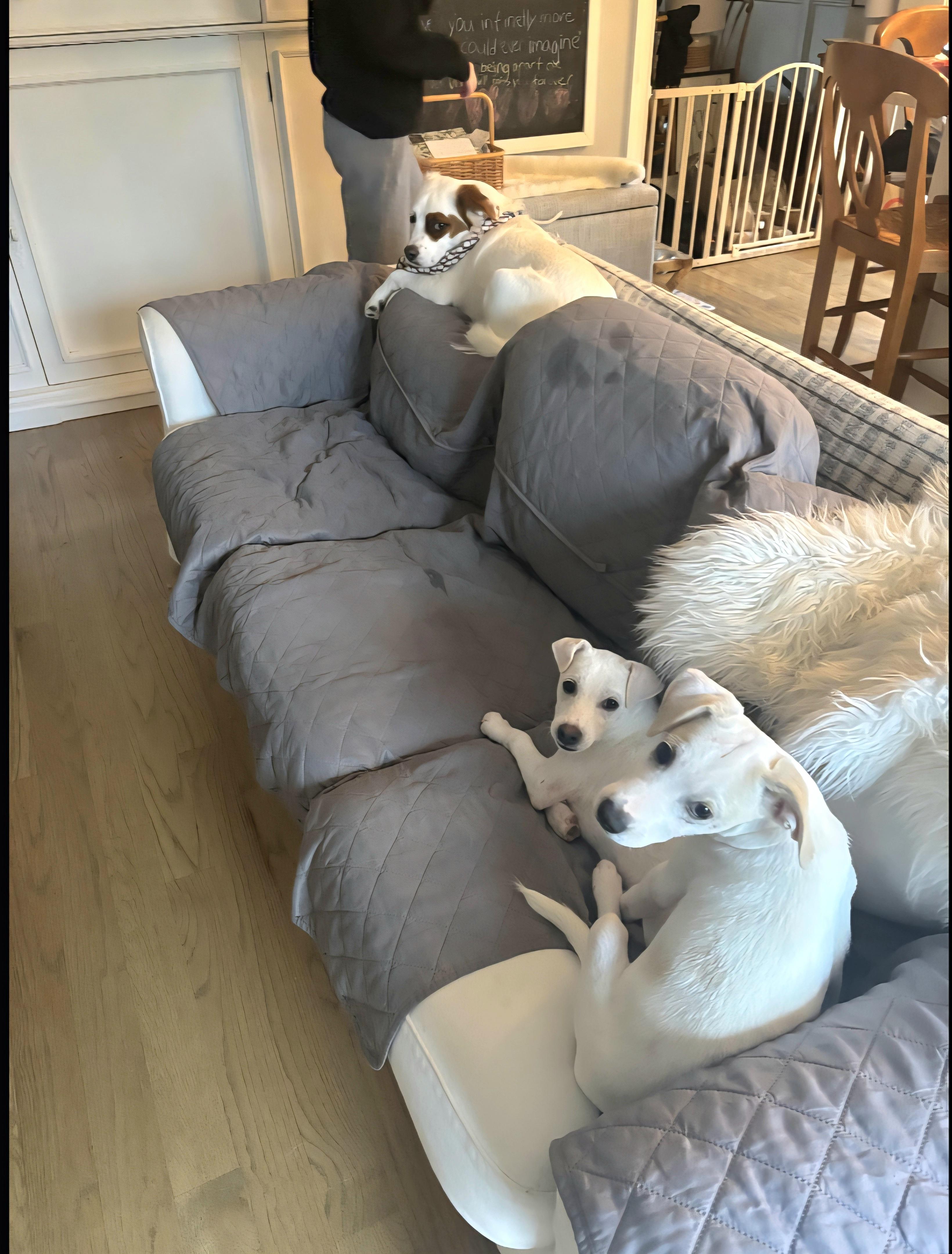 CASPER CARTER "In CT to meet and greet!"", a Adoptable mixed breed in New York, NY image 2/3