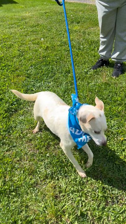 Enlarge CASPER CARTER "In NY: Foster &/or Forever Home Needed!", a Adoptable mixed breed in New York, NY video 4/6