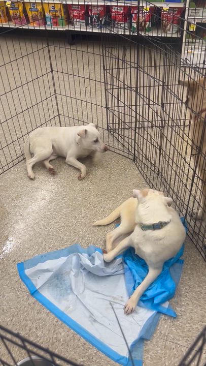Enlarge CASPER CARTER "In NY: Foster &/or Forever Home Needed!", a Adoptable mixed breed in New York, NY video 6/6