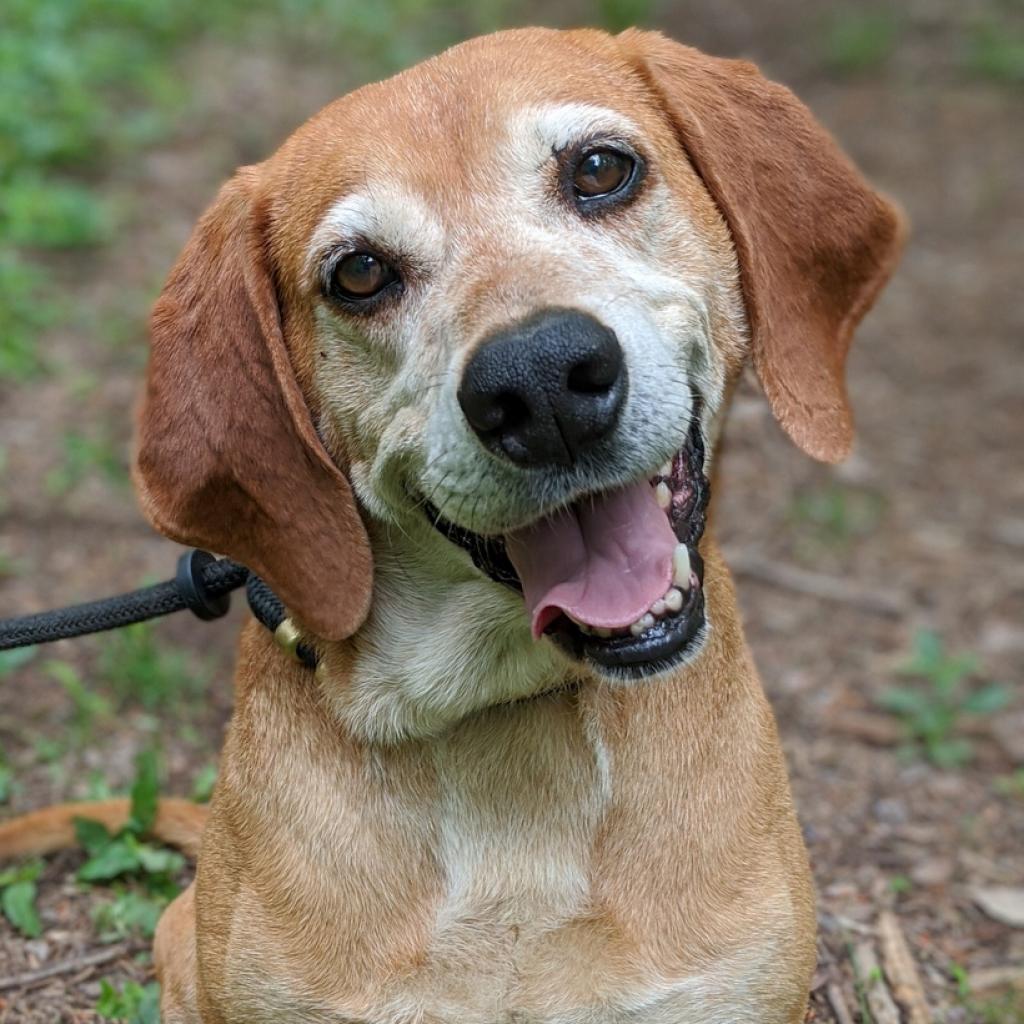 Enlarge Oscar, a Adoptable mixed breed in Aldie, VA image 1/3