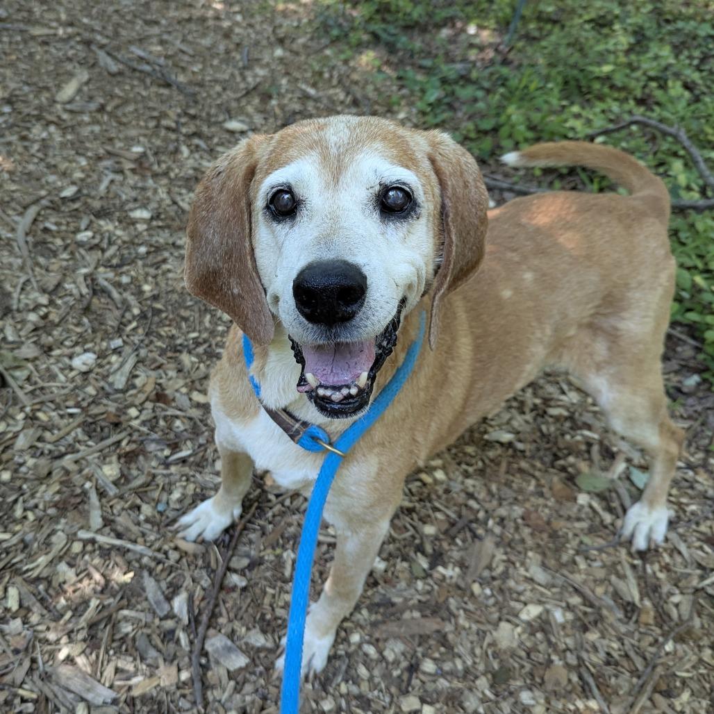 Enlarge Oscar, a Adoptable mixed breed in Aldie, VA image 2/3