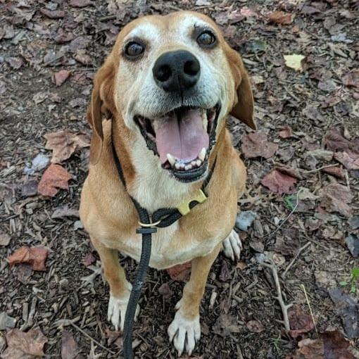 Enlarge Oscar, a Adoptable mixed breed in Aldie, VA image 3/3