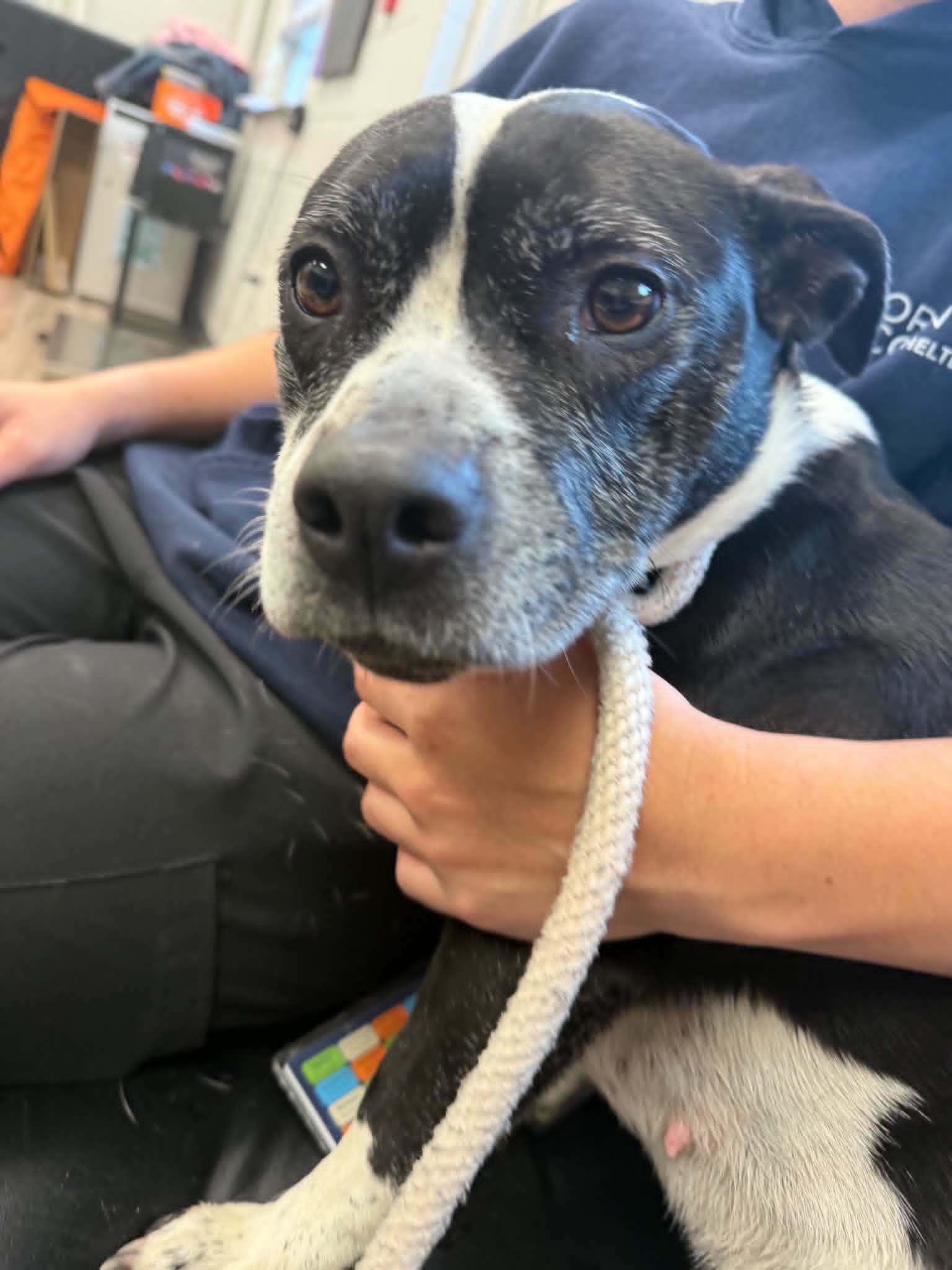 Cali, a ADOPTABLE mixed breed in Orange, VA image 3/6