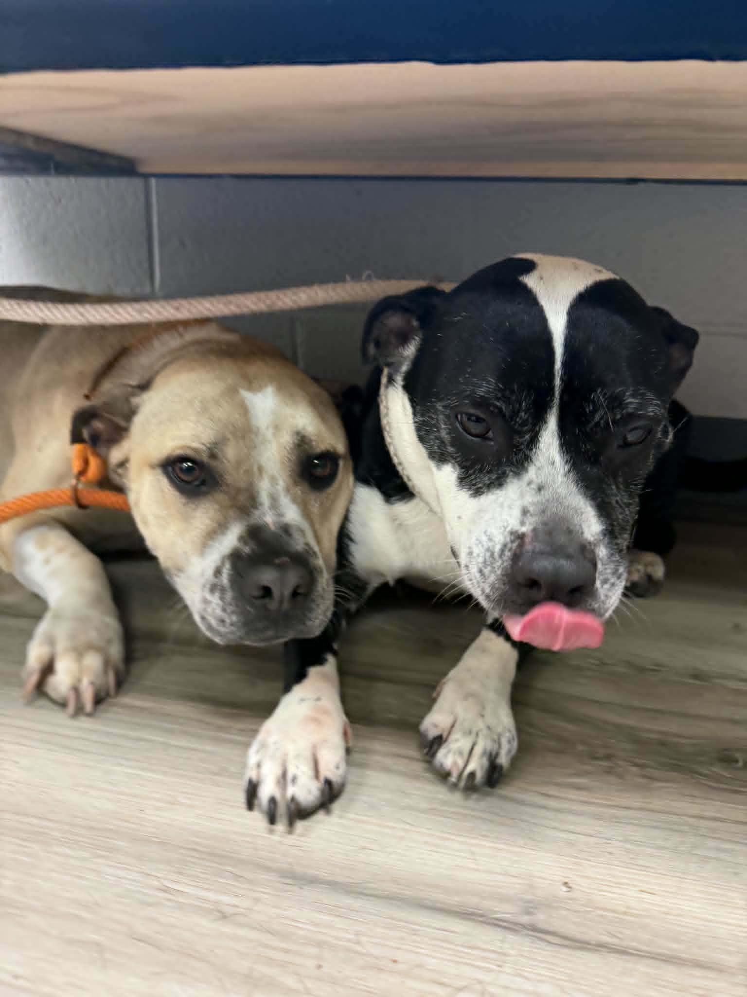 Cali, a ADOPTABLE mixed breed in Orange, VA image 5/6