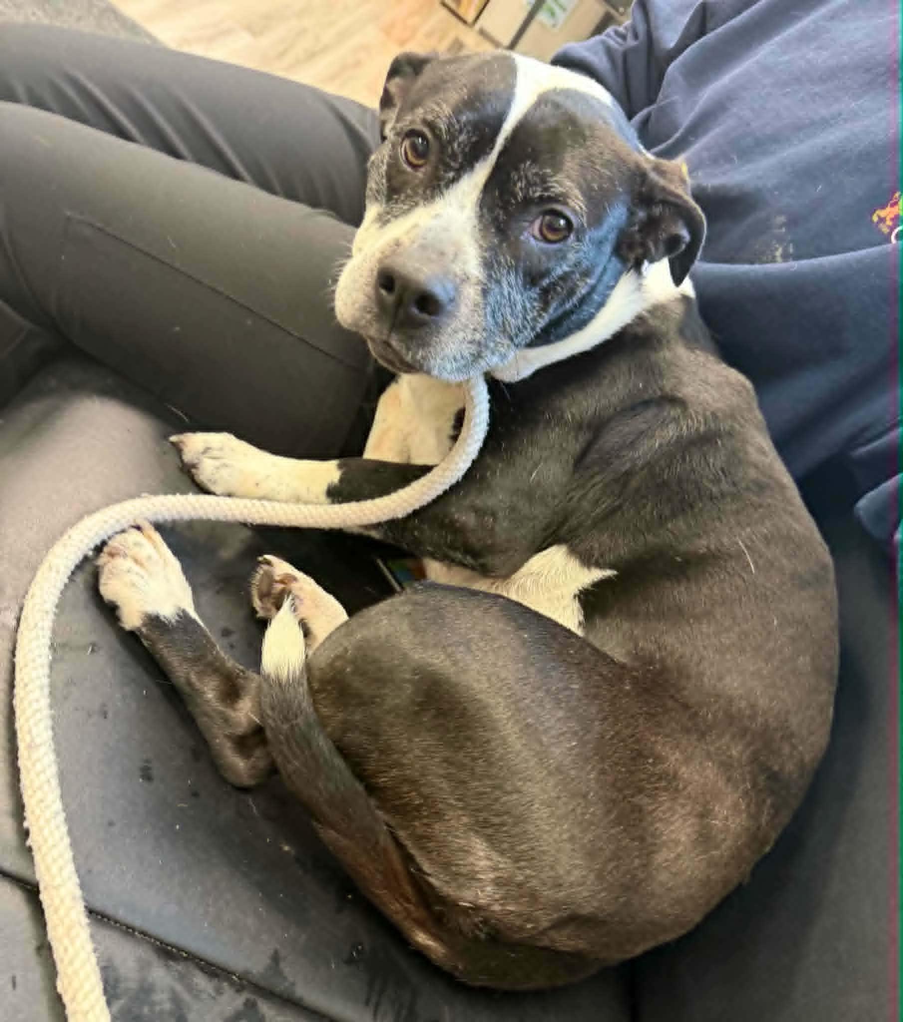Cali, a ADOPTABLE mixed breed in Orange, VA image 4/6
