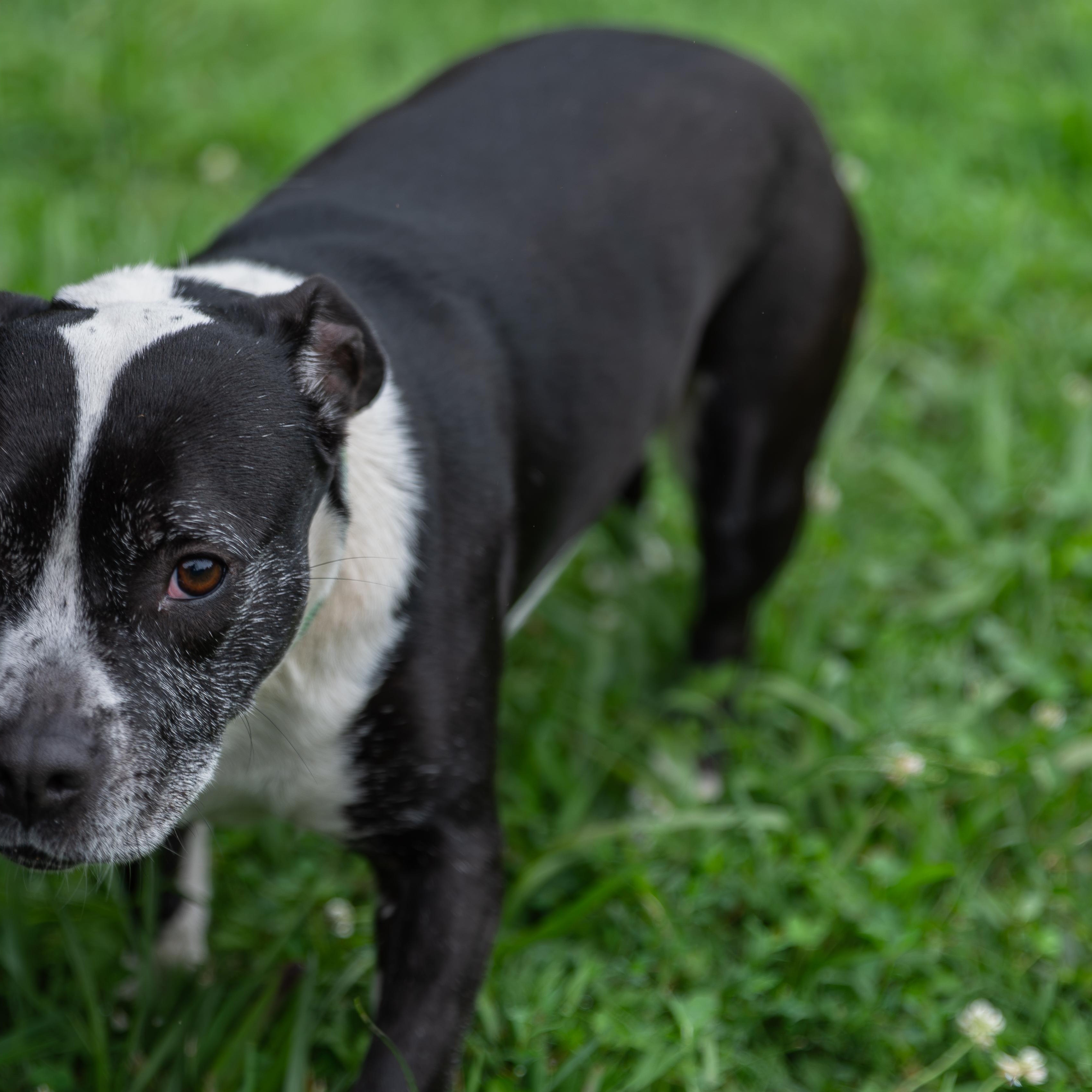 Cali, a ADOPTABLE mixed breed in Orange, VA image 2/6