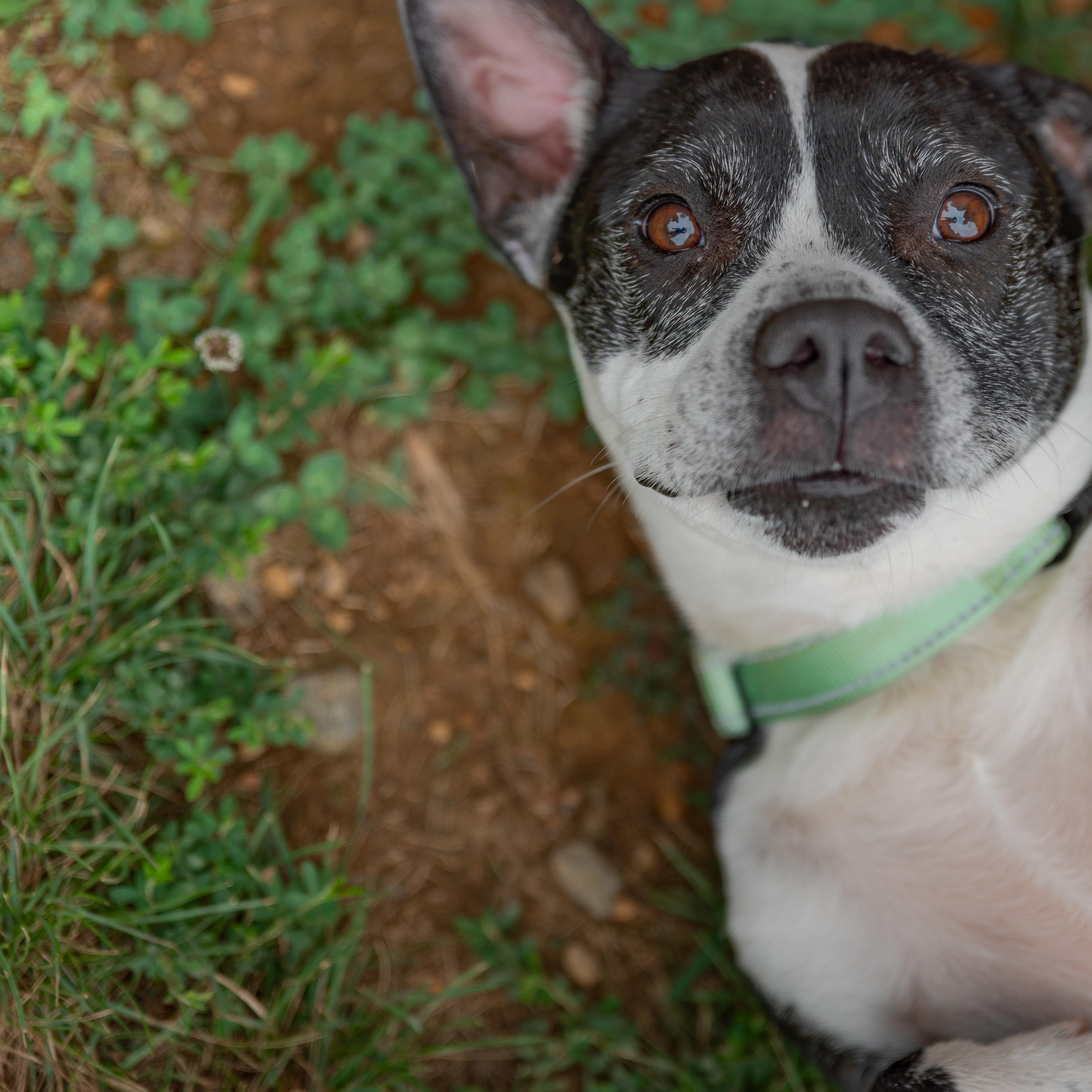 Cali, a ADOPTABLE mixed breed in Orange, VA image 1/6
