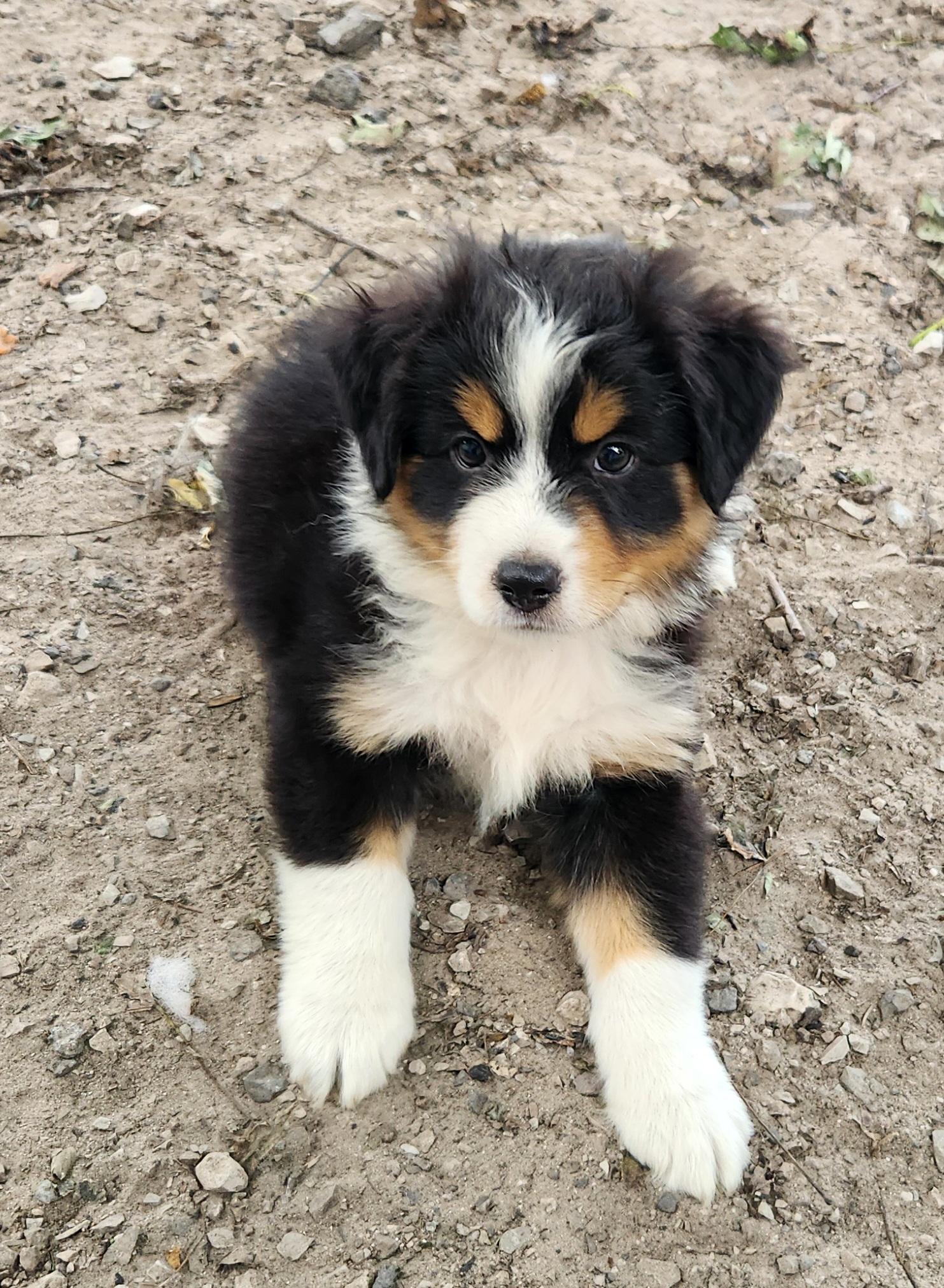 Enlarge Thunder, a Adopted Australian Shepherd in Liberty Center, OH image 5/6