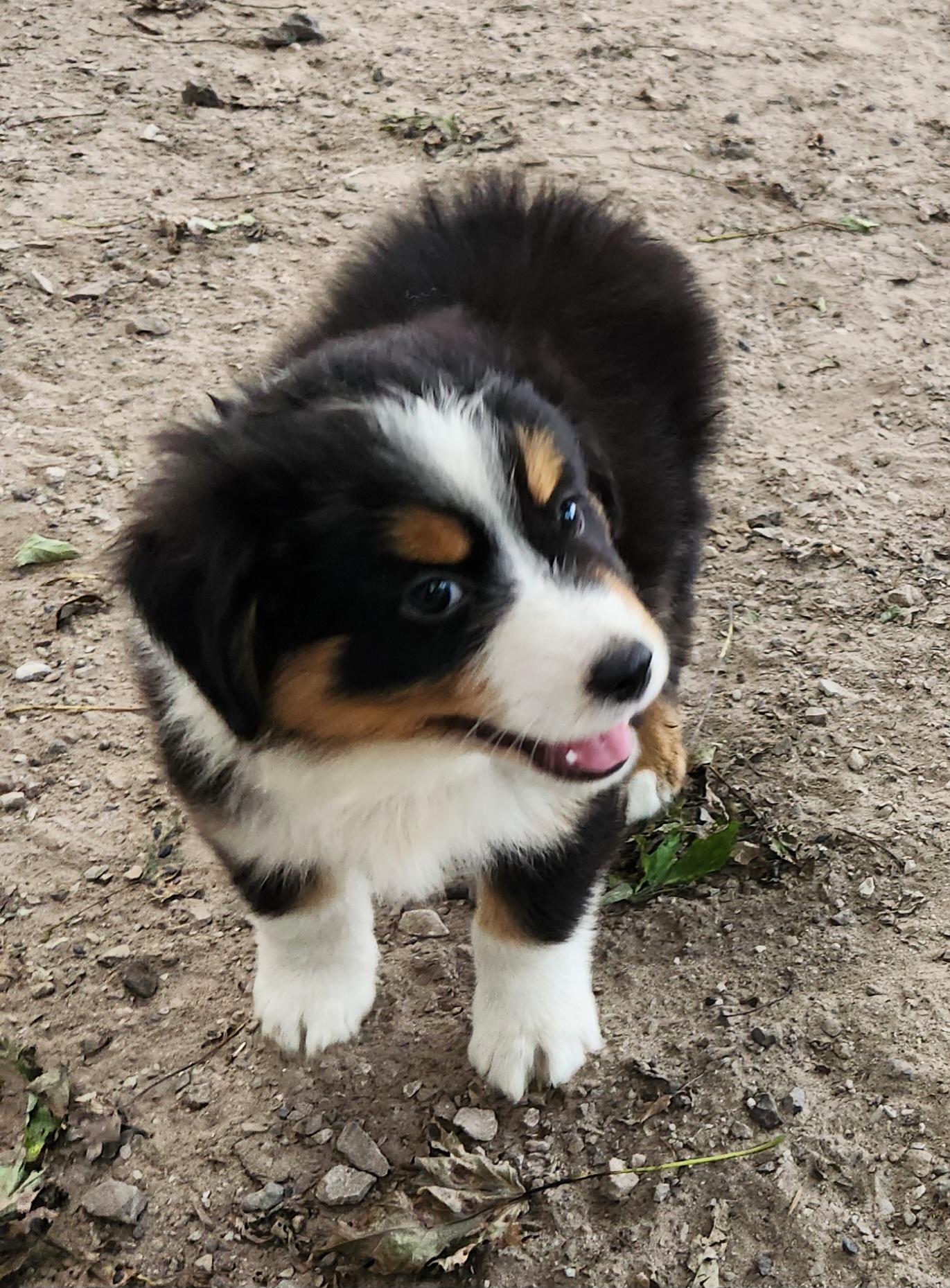 Enlarge Thunder, a Adopted Australian Shepherd in Liberty Center, OH image 3/6