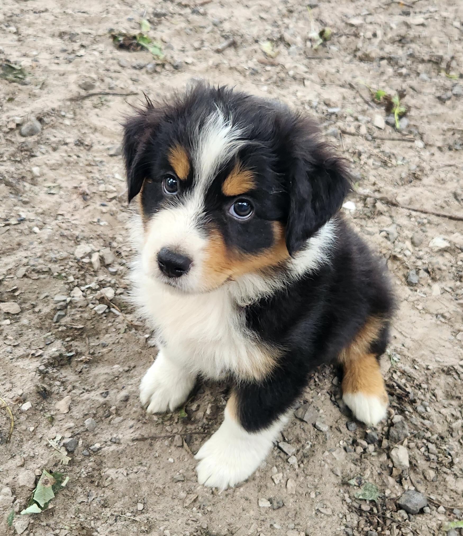 Enlarge Thunder, a Adopted Australian Shepherd in Liberty Center, OH image 1/6