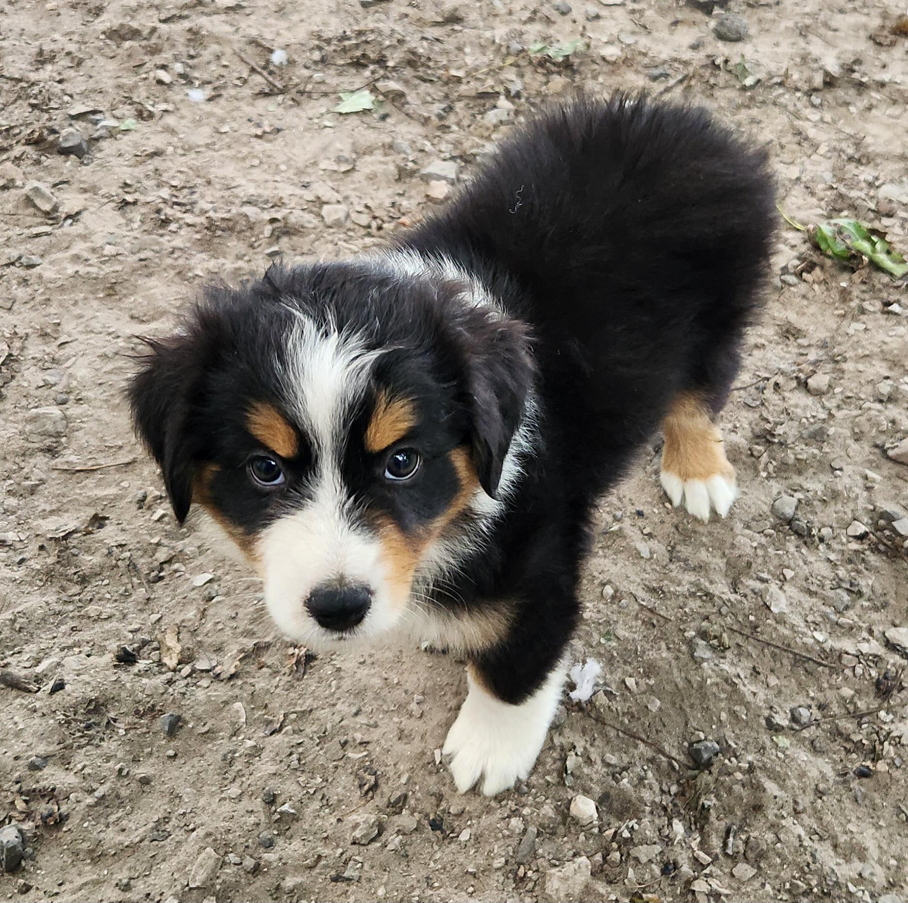 Enlarge Thunder, a Adopted Australian Shepherd in Liberty Center, OH image 2/6