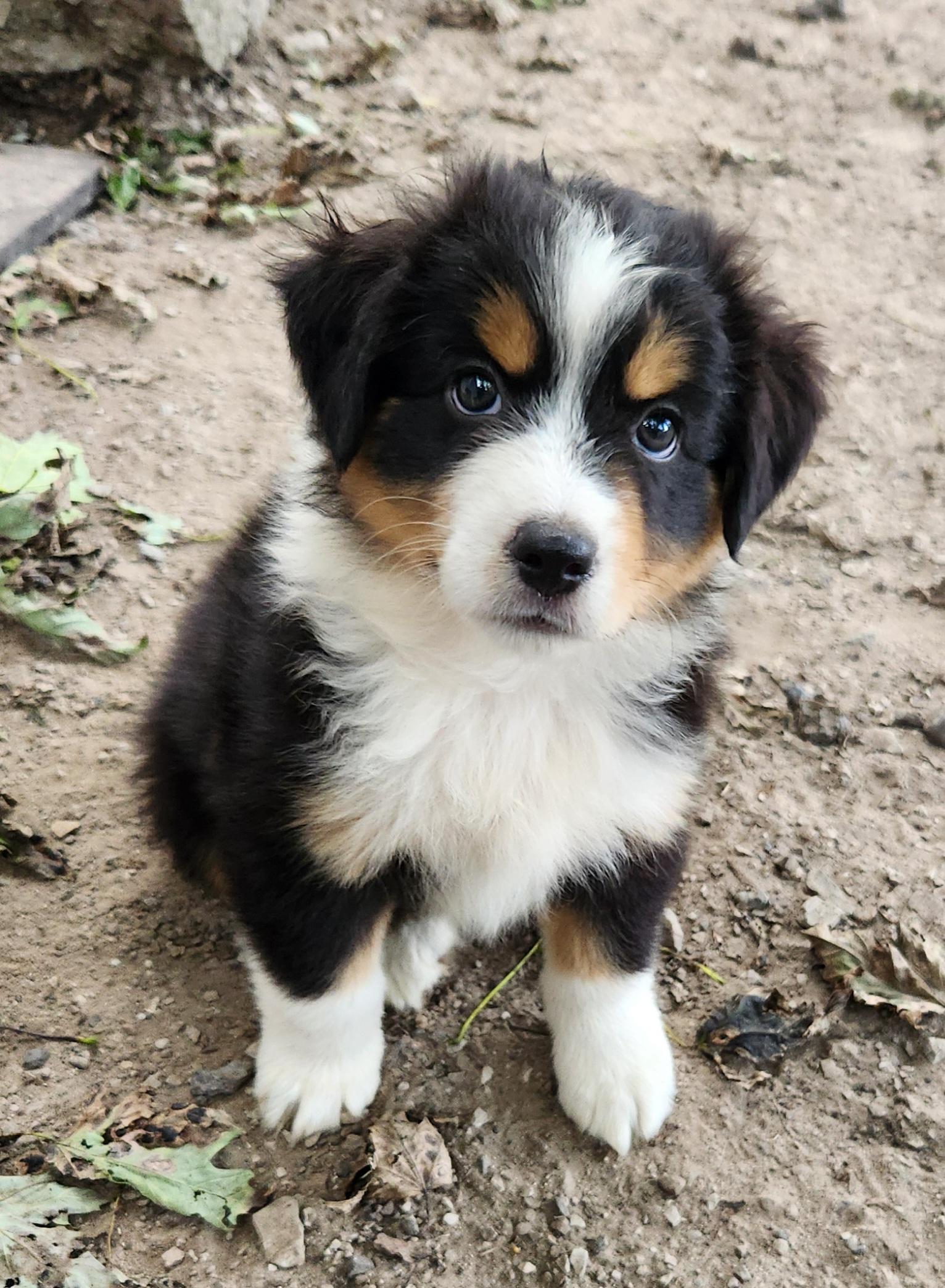 Enlarge Thunder, a Adopted Australian Shepherd in Liberty Center, OH image 6/6