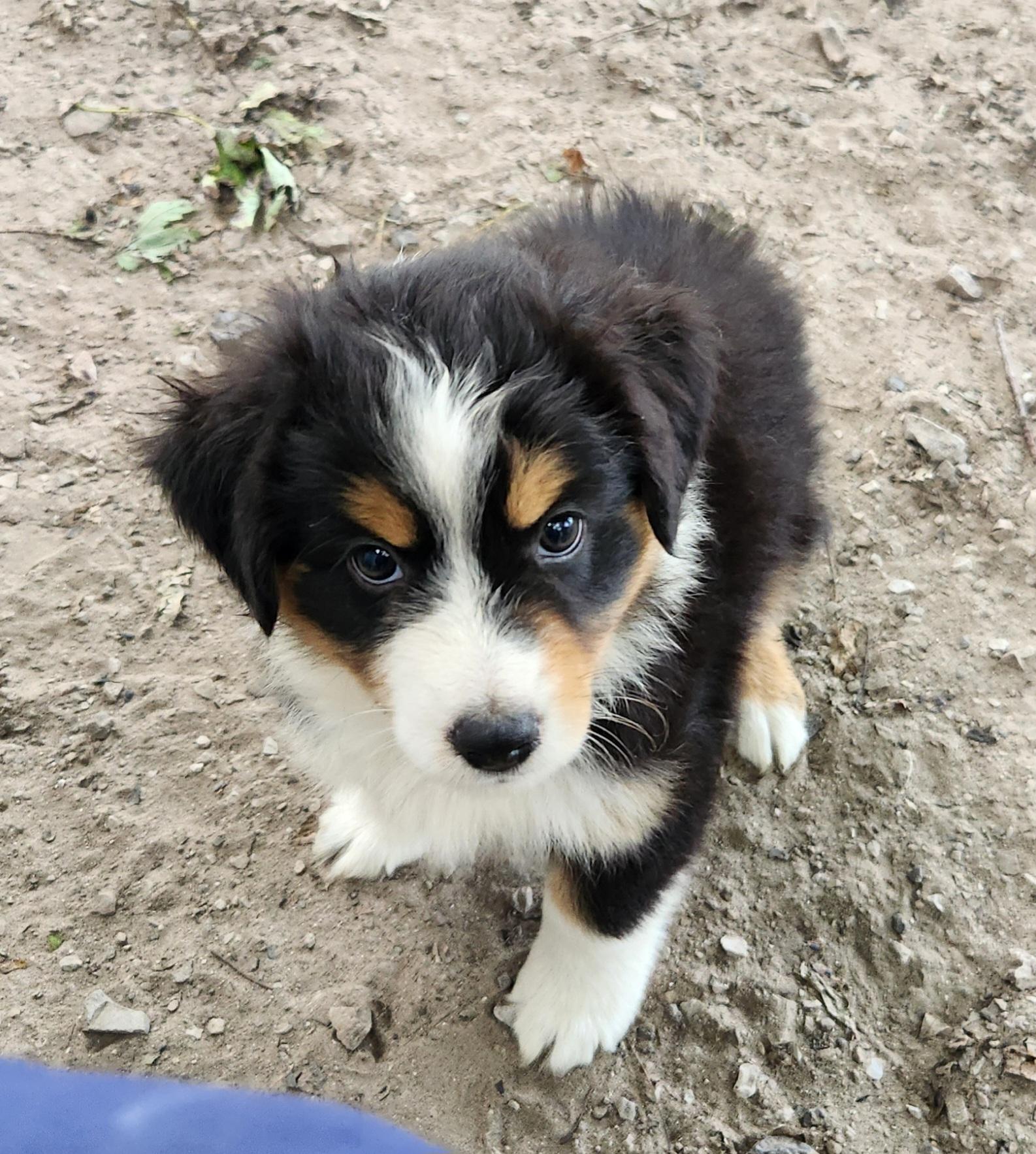 Enlarge Thunder, a Adopted Australian Shepherd in Liberty Center, OH image 4/6