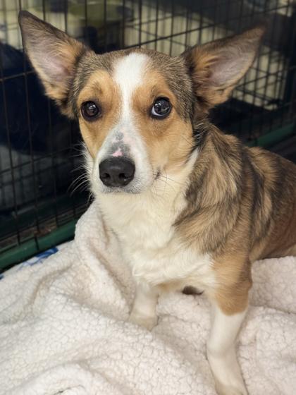 Courtney thumbnail 2