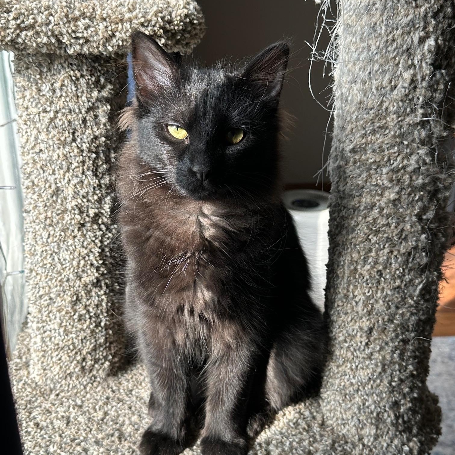 Enlarge Wolfie (bonded with Caruso), a ADOPTABLE Domestic Long Hair in Barrington Hills, IL image 1/3