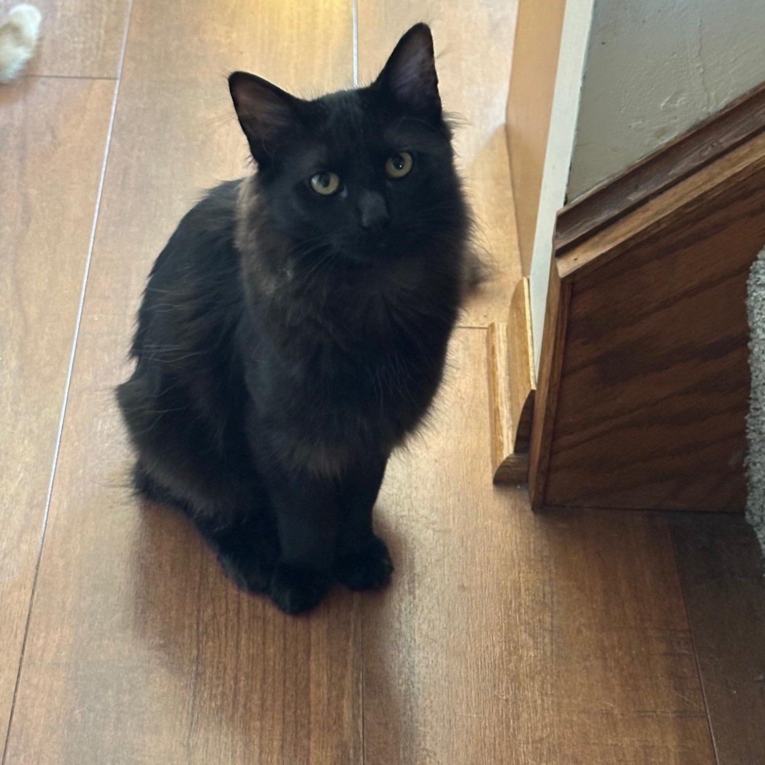 Enlarge Wolfie (bonded with Caruso), a ADOPTABLE Domestic Long Hair in Barrington Hills, IL image 2/3