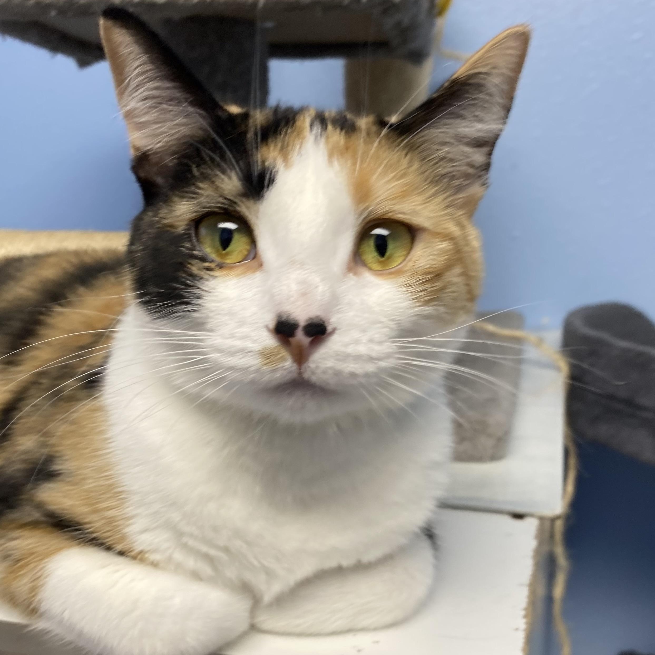 Enlarge Ember, a ADOPTABLE Domestic Short Hair in Choteau, MT image 1/3