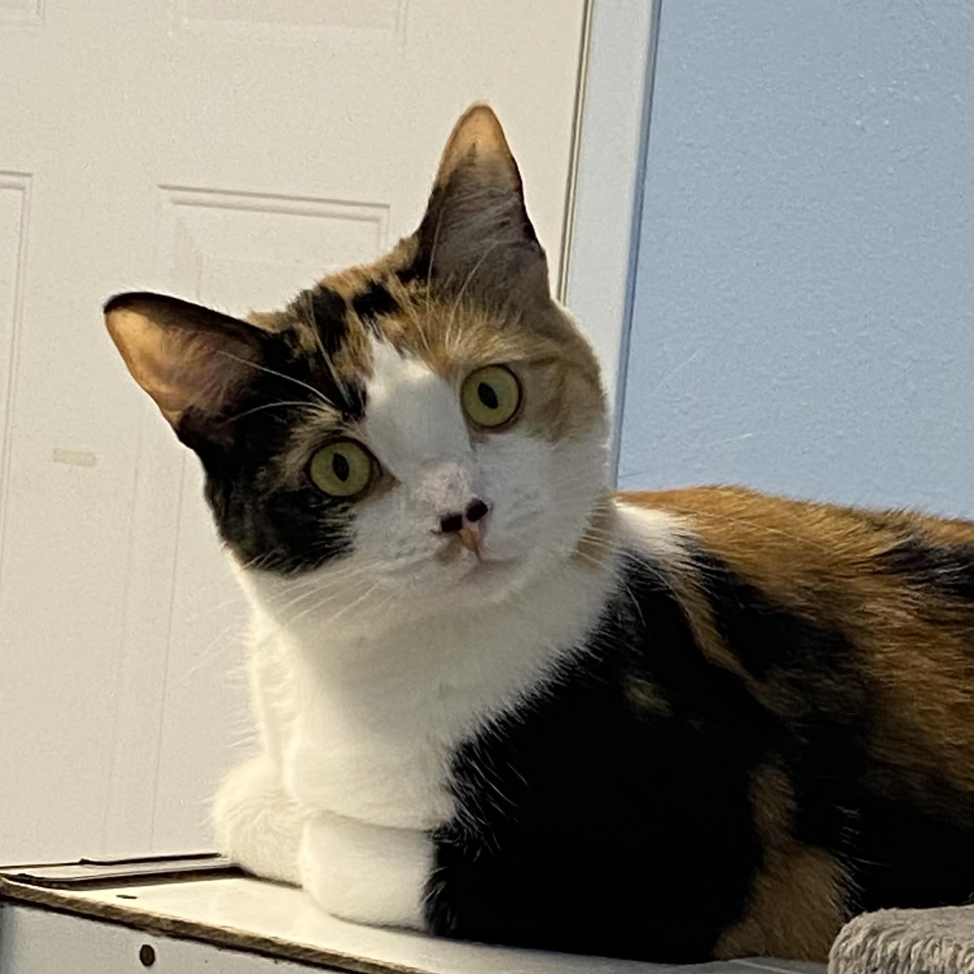 Enlarge Ember, a ADOPTABLE Domestic Short Hair in Choteau, MT image 2/3
