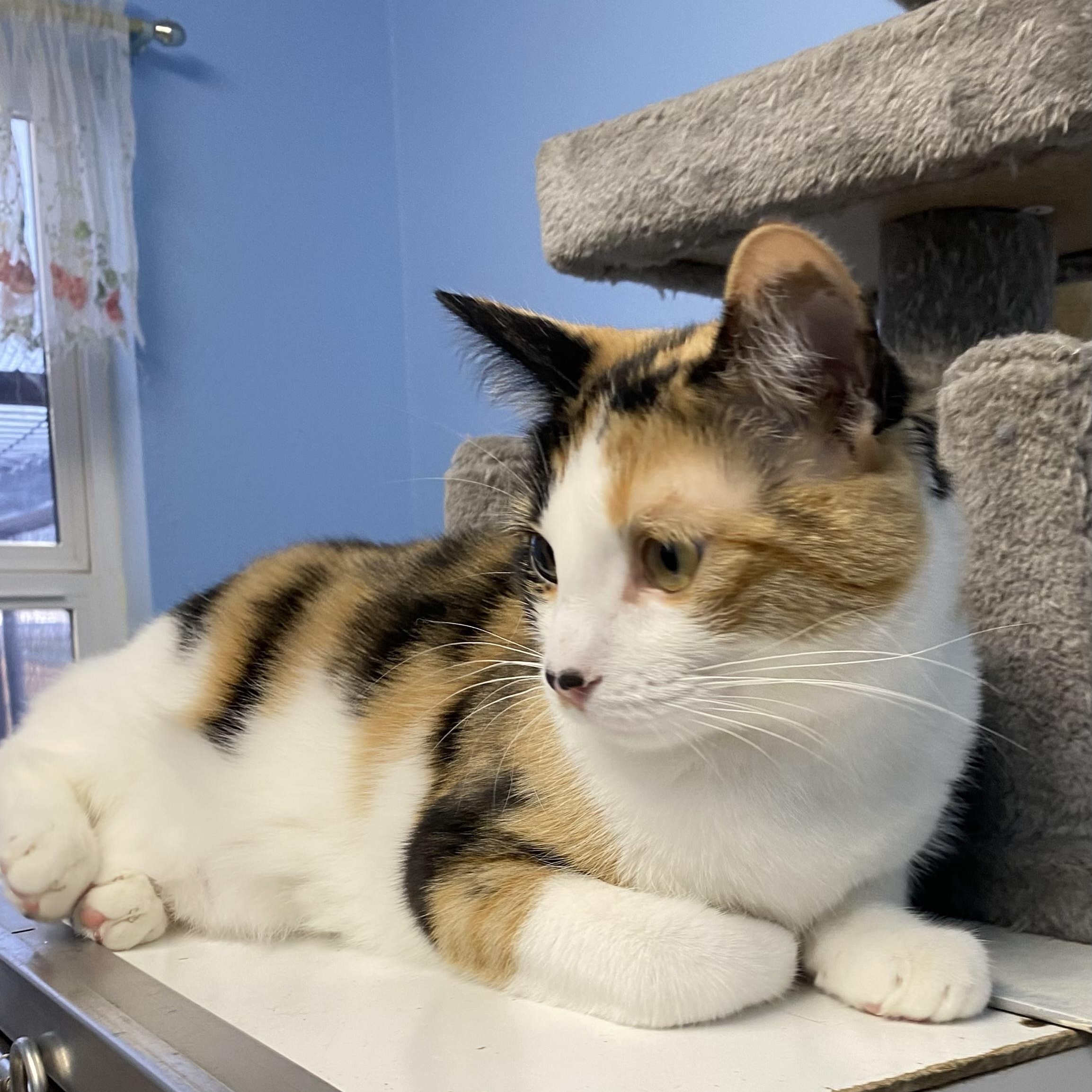 Enlarge Ember, a ADOPTABLE Domestic Short Hair in Choteau, MT image 3/3