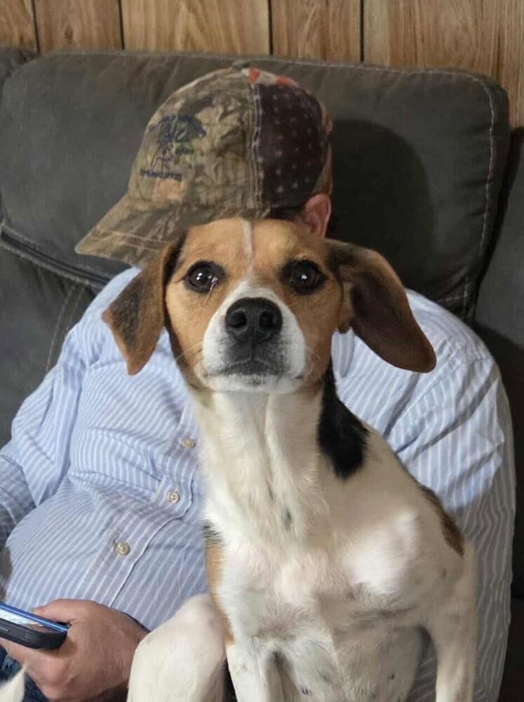 Enlarge Lexi, a Adopted mixed breed in Peoria, IL image 1/3