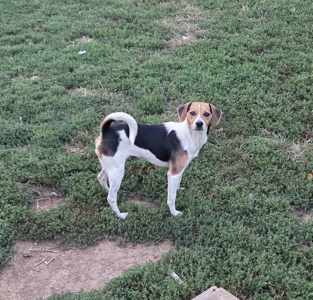 Enlarge Lexi, a Adopted mixed breed in Peoria, IL image 2/3