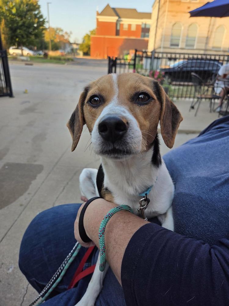 Enlarge Lexi, a Adopted mixed breed in Peoria, IL image 3/3