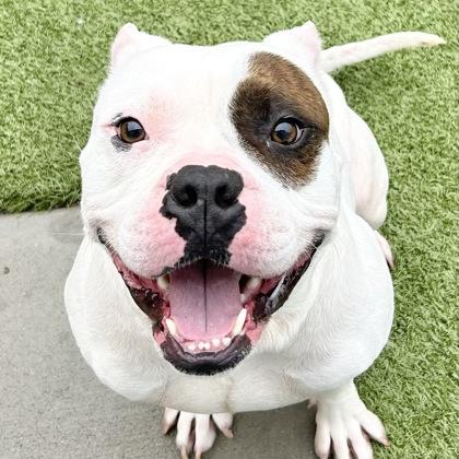 Enlarge Spike, a ADOPTABLE Mixed Breed in Lansing, MI image 1/6