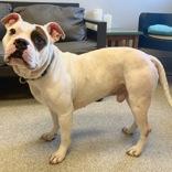 Enlarge Spike, a ADOPTABLE Mixed Breed in Lansing, MI image 4/6