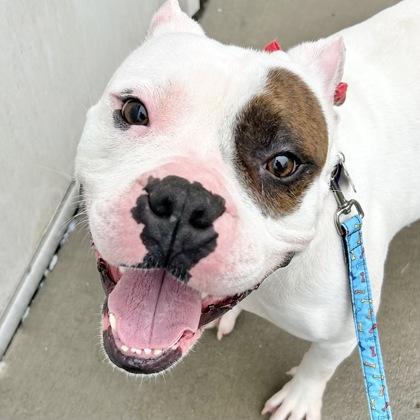 Enlarge Spike, a ADOPTABLE Mixed Breed in Lansing, MI image 3/6