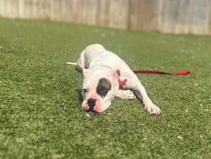 Enlarge Spike, a ADOPTABLE Mixed Breed in Lansing, MI image 2/6
