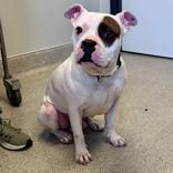 Enlarge Spike, a ADOPTABLE Mixed Breed in Lansing, MI image 5/6