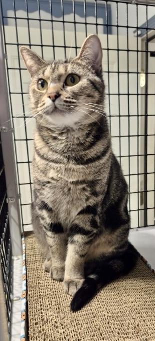 Enlarge Aggie, a Adoptable Domestic Short Hair in Jeffersonville, IN image 3/6