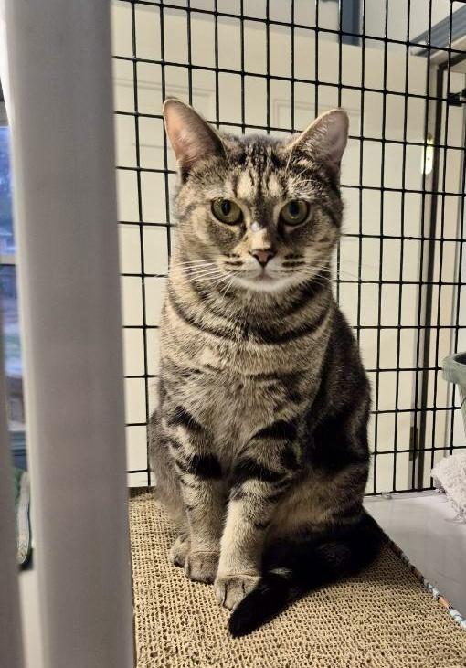 Enlarge Aggie, a Adoptable Domestic Short Hair in Jeffersonville, IN image 4/6