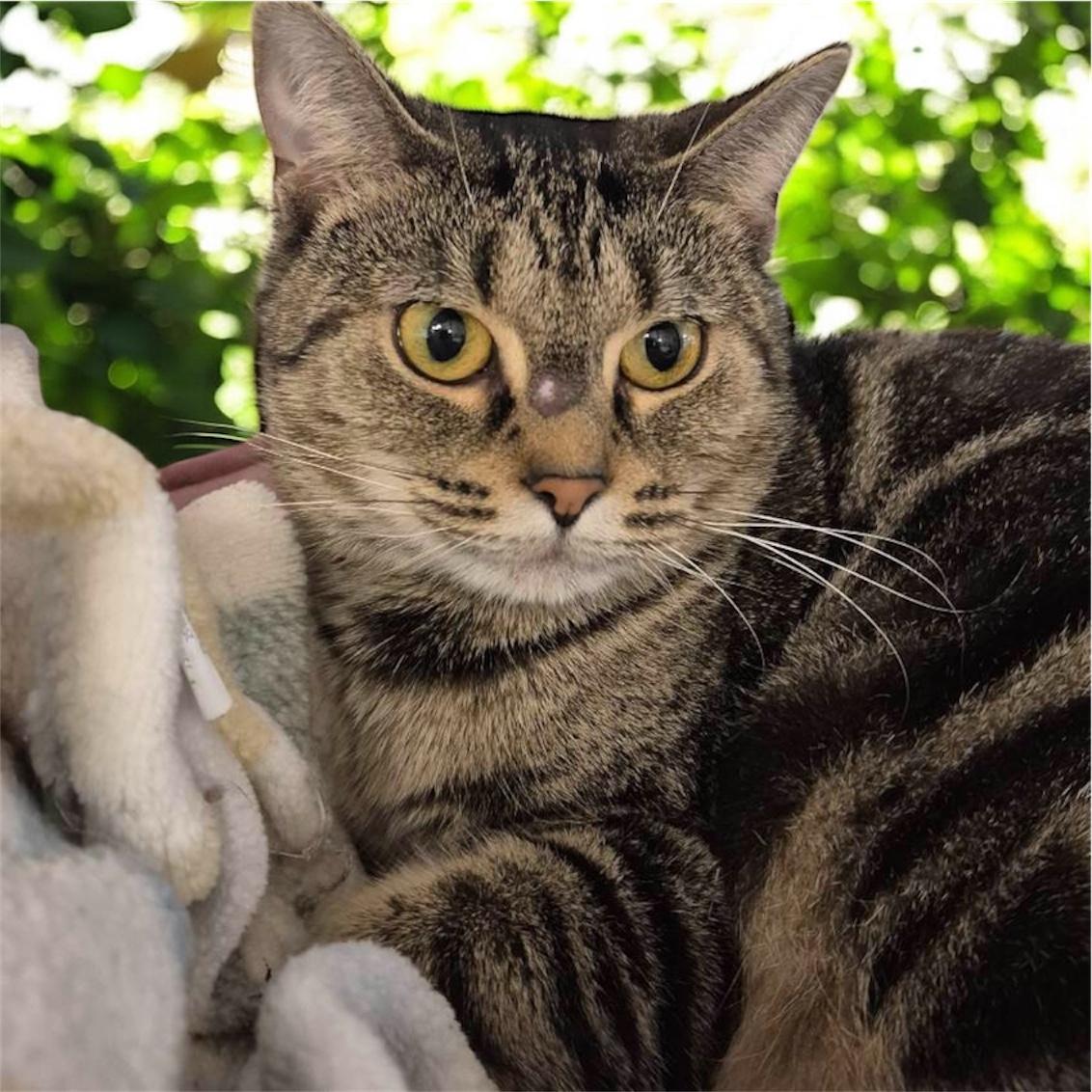 Aggie, Adoptable, Adult Female Domestic Short Hair.