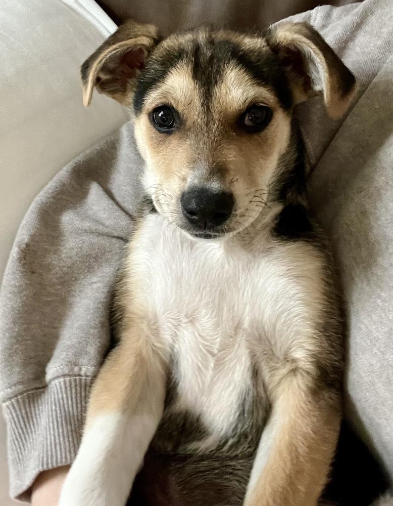 Enlarge Knox, a Adoptable mixed breed in Greenlawn, NY image 1/6