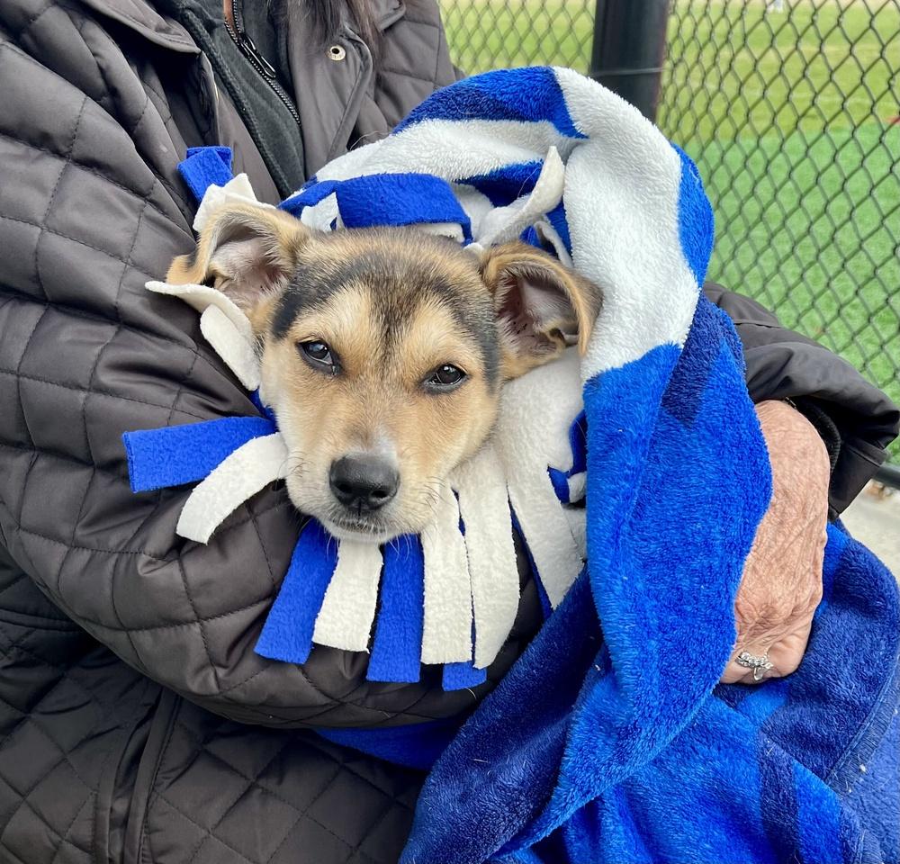 Enlarge Knox, a Adoptable mixed breed in Greenlawn, NY image 2/6