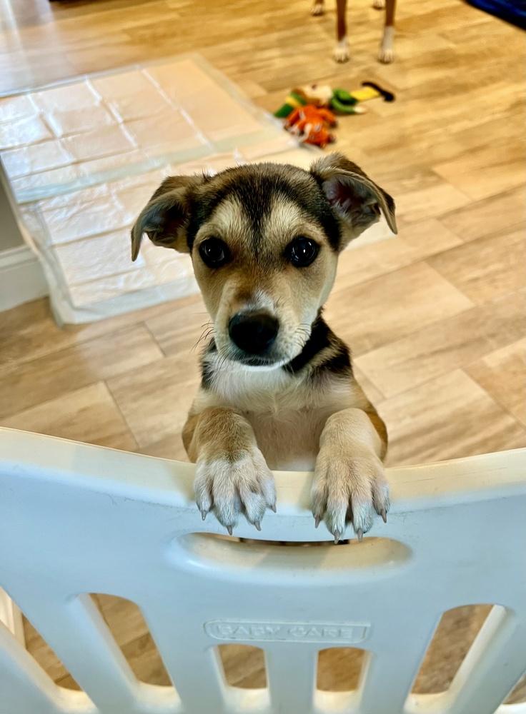 Enlarge Knox, a Adoptable mixed breed in Greenlawn, NY image 3/6