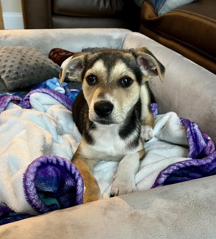 Enlarge Knox, a Adoptable mixed breed in Greenlawn, NY image 4/6