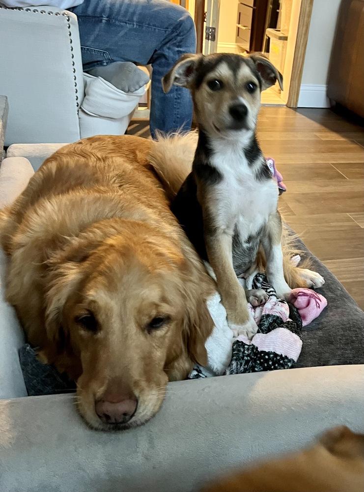 Enlarge Knox, a Adoptable mixed breed in Greenlawn, NY image 5/6