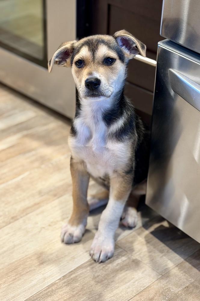 Enlarge Knox, a Adoptable mixed breed in Greenlawn, NY image 6/6