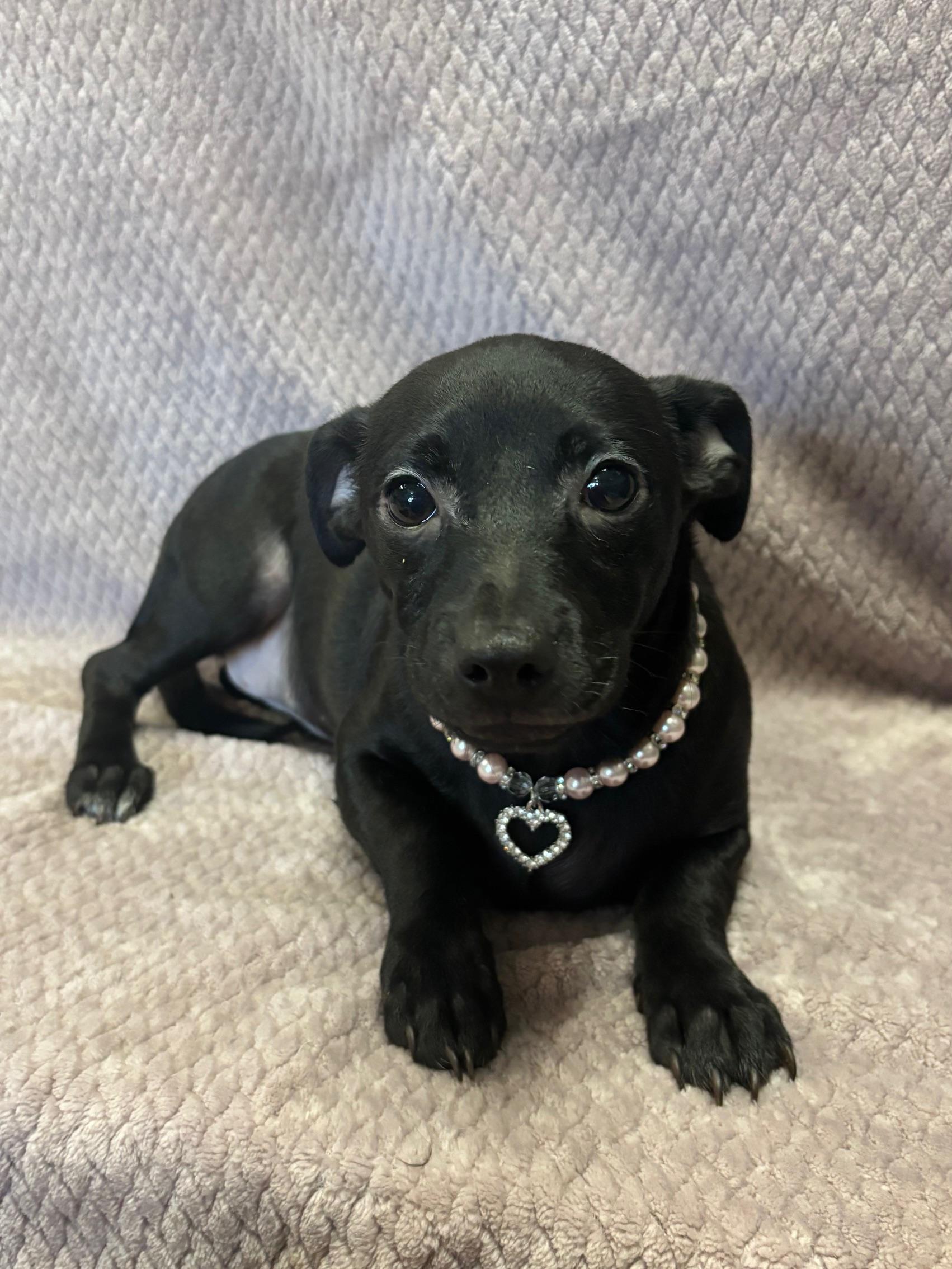 Piper