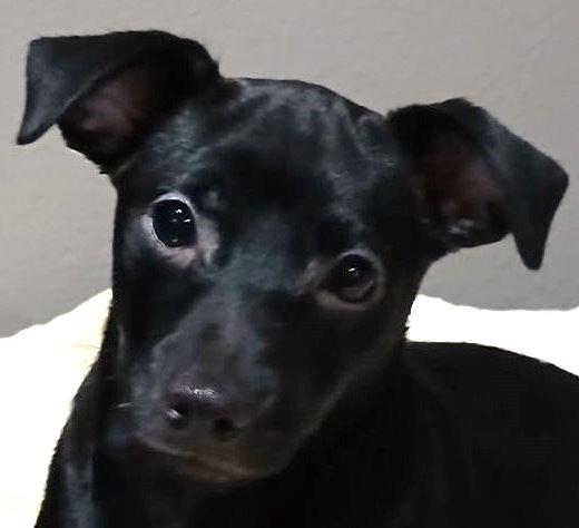 Piper